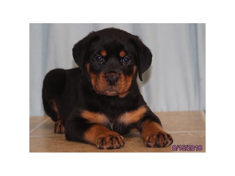 Rottweiler