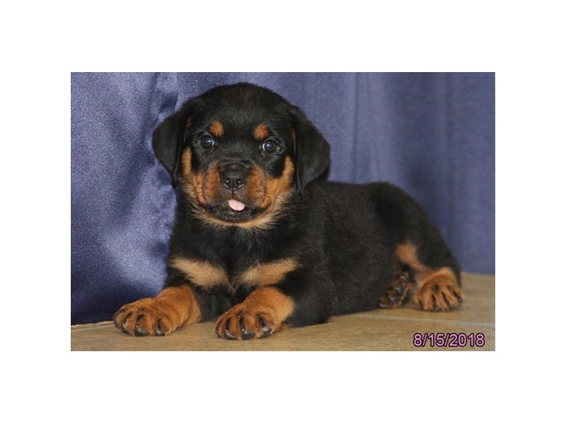 Rottweiler