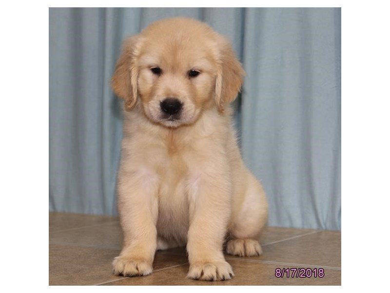 Golden Retriever