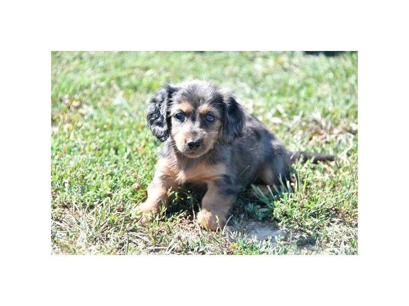 DachshundDOGFemaleSilver Dapple2155576Petland Columbus, Ohio
