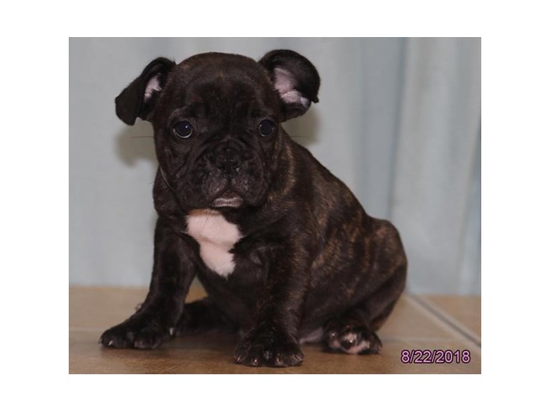French Bulldog