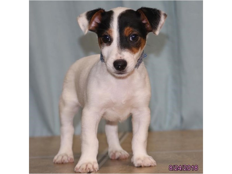 Jack Russell Terrier