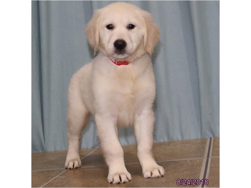 Golden Retriever