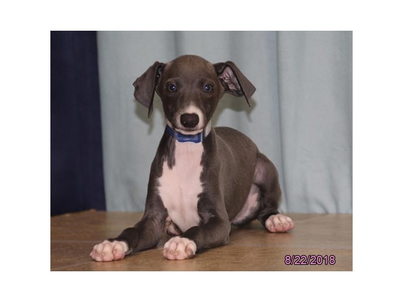 Italian Greyhound