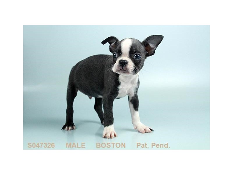 Boston Terrier