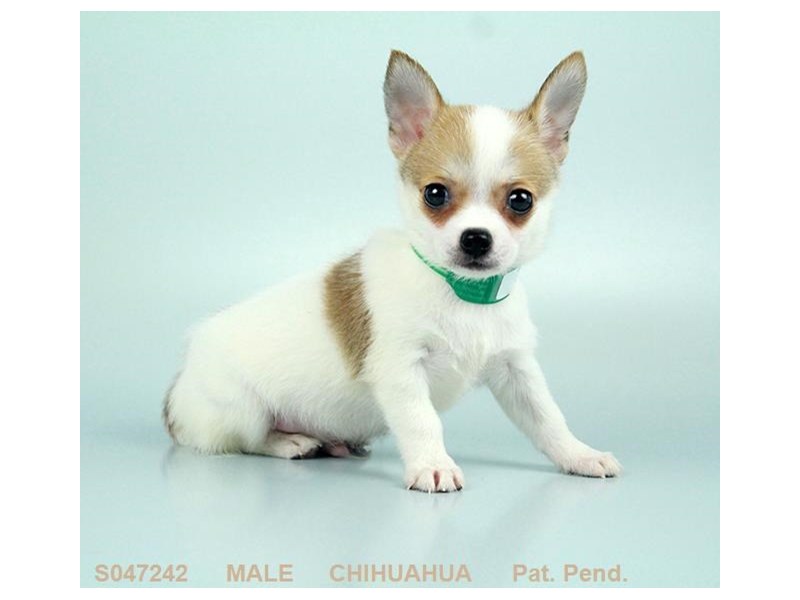 Chihuahua