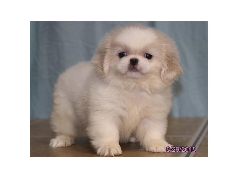 Pekingese