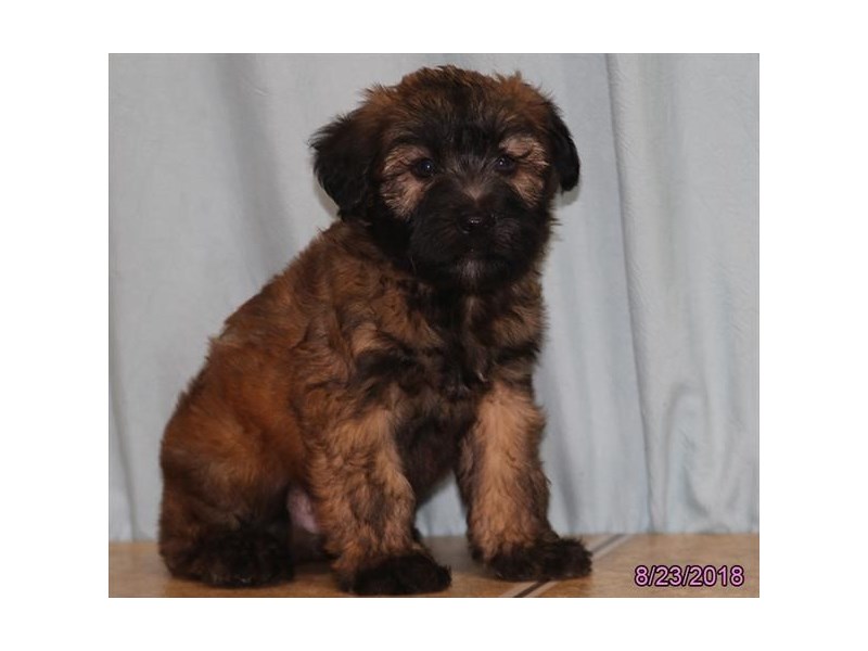 Soft Coated Wheaten Terrier