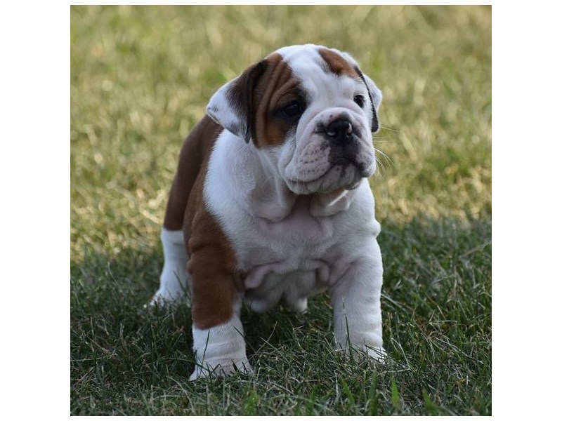 English Bulldog