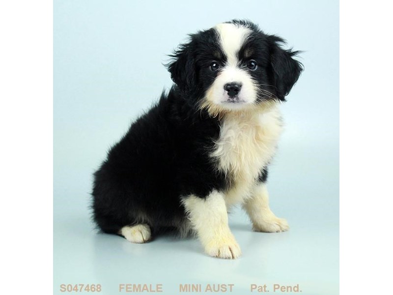 Mini Australian Shepherd