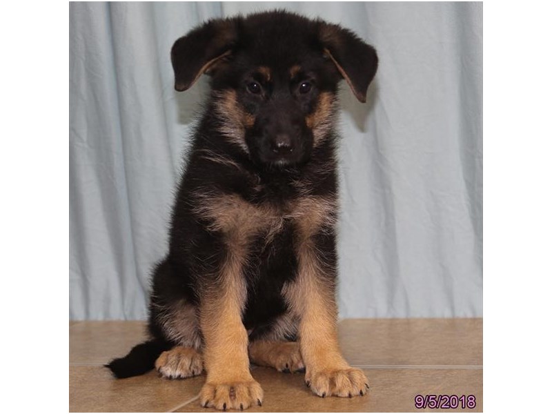 German Shepherd Dog