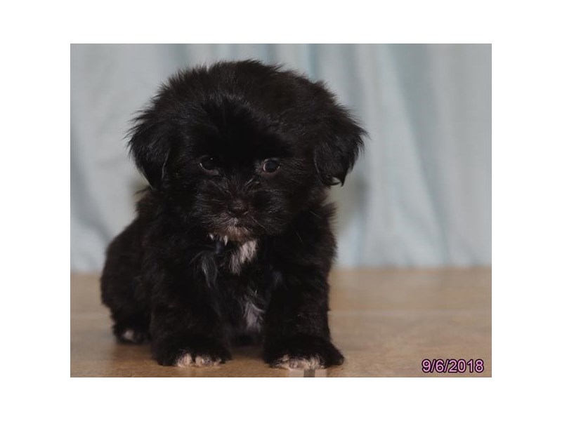 Shorkie