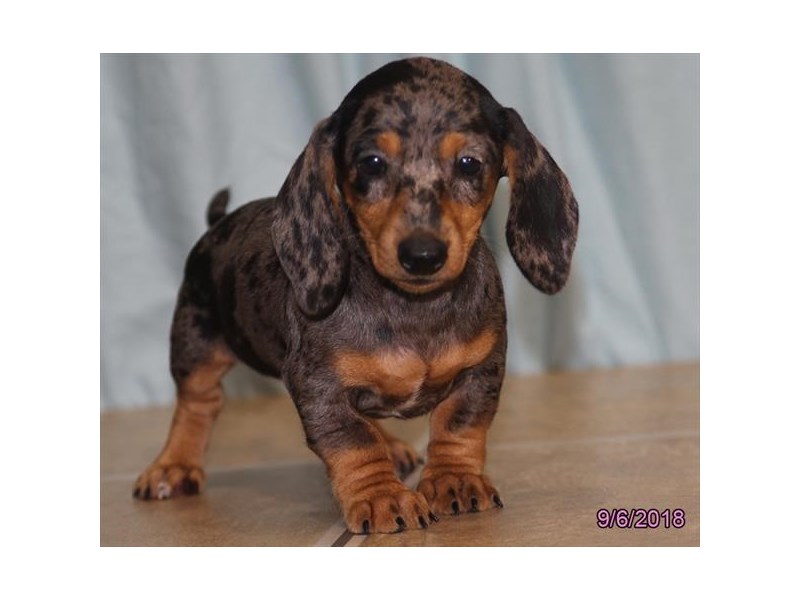 Dachshund