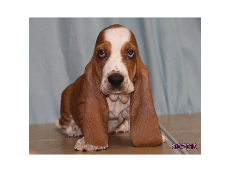 Basset Hound