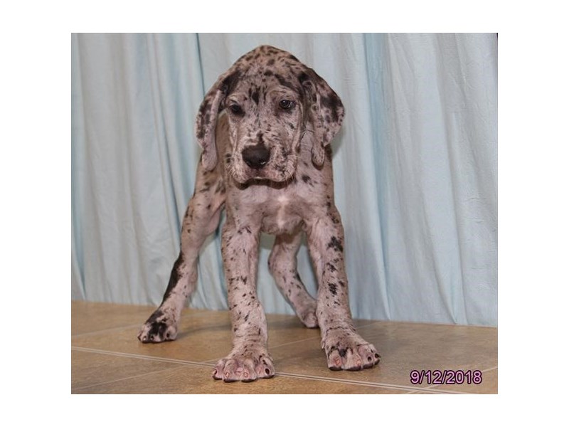 Great Dane