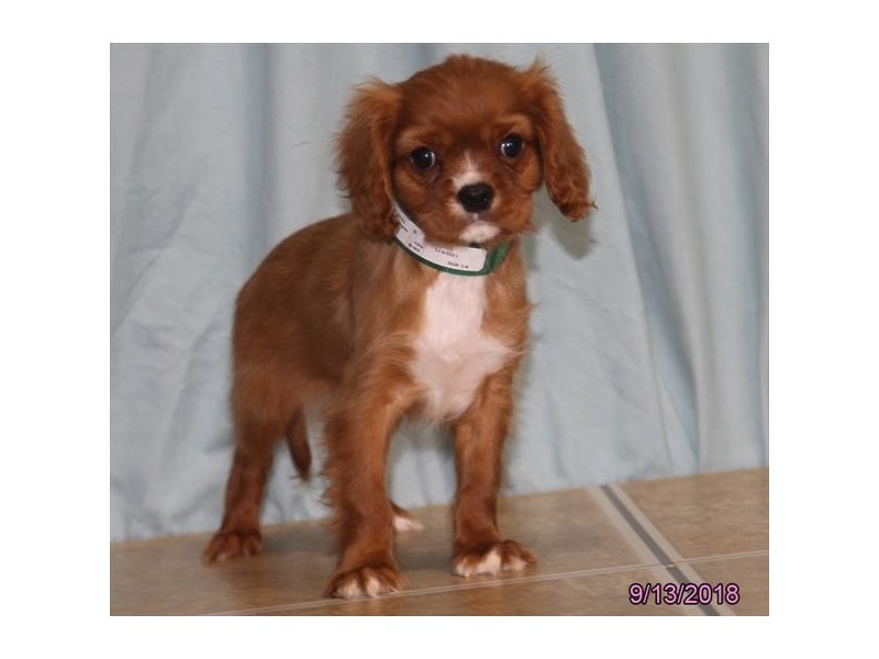 Cavalier King Charles Spaniel