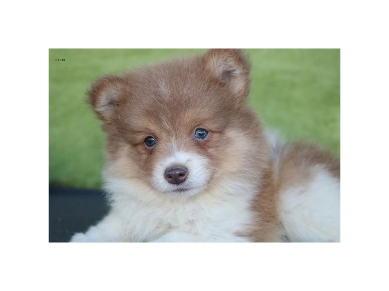Pomeranian