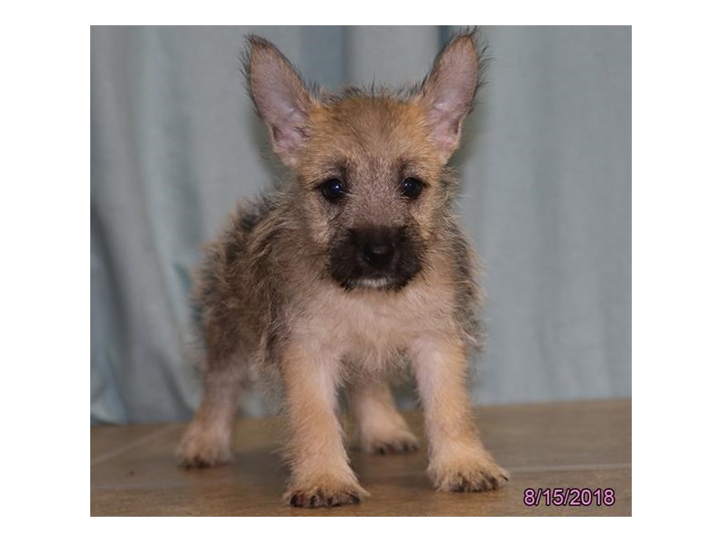 Cairn Terrier