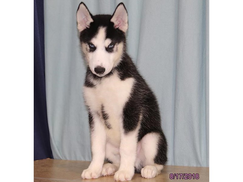 Siberian Husky