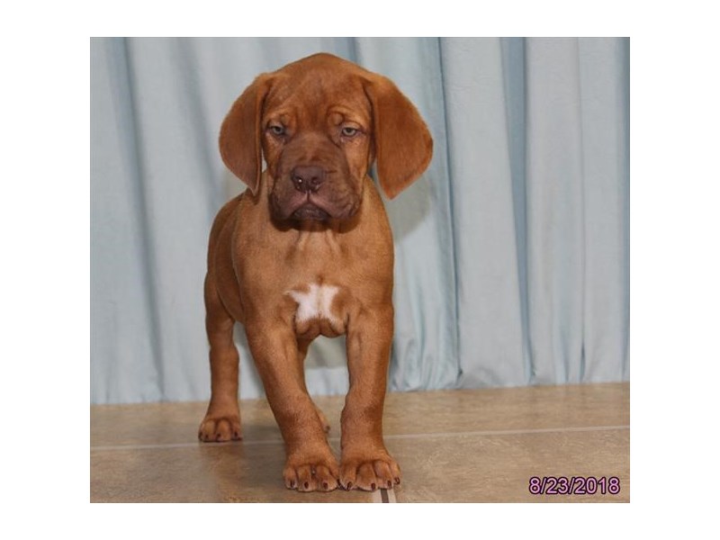 Dogue De Bordeaux