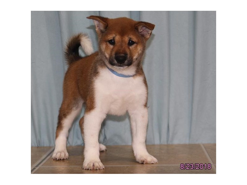 Shiba Inu