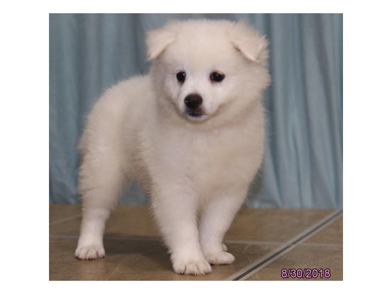 American Eskimo Dog