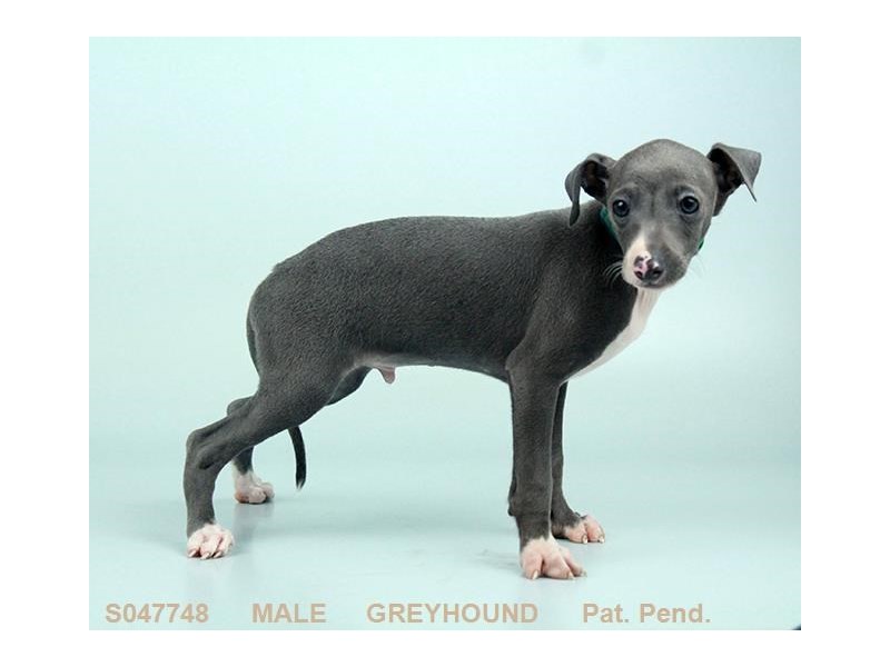 Italian Greyhound