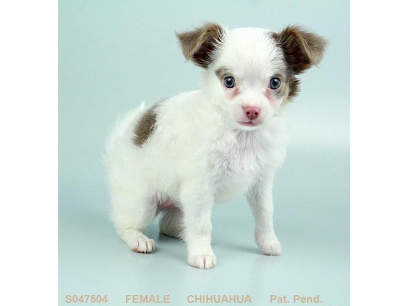 Chihuahua