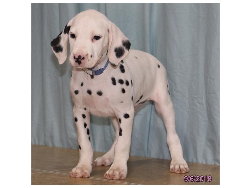 Dalmatian