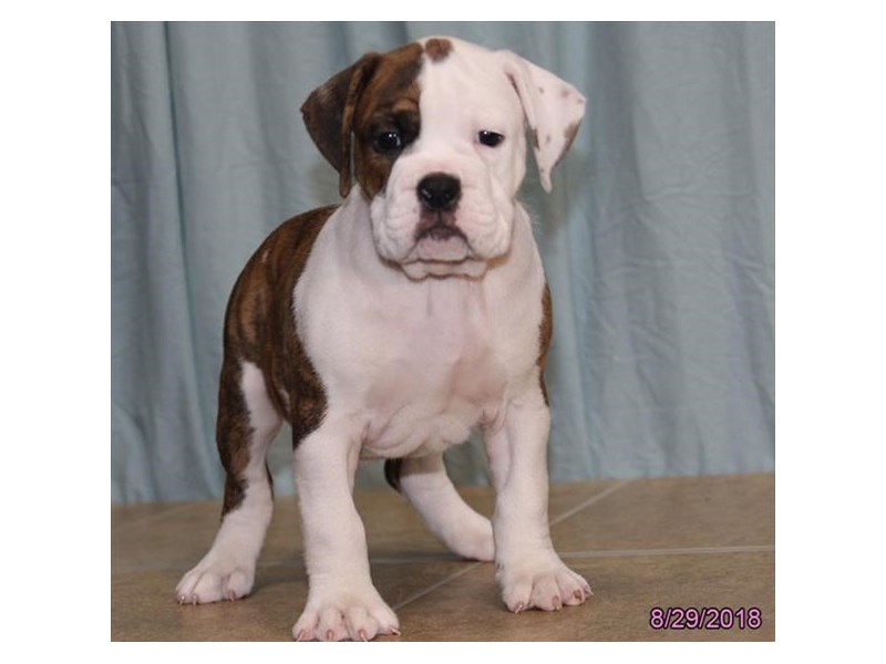 valley bulldog puppies for sale