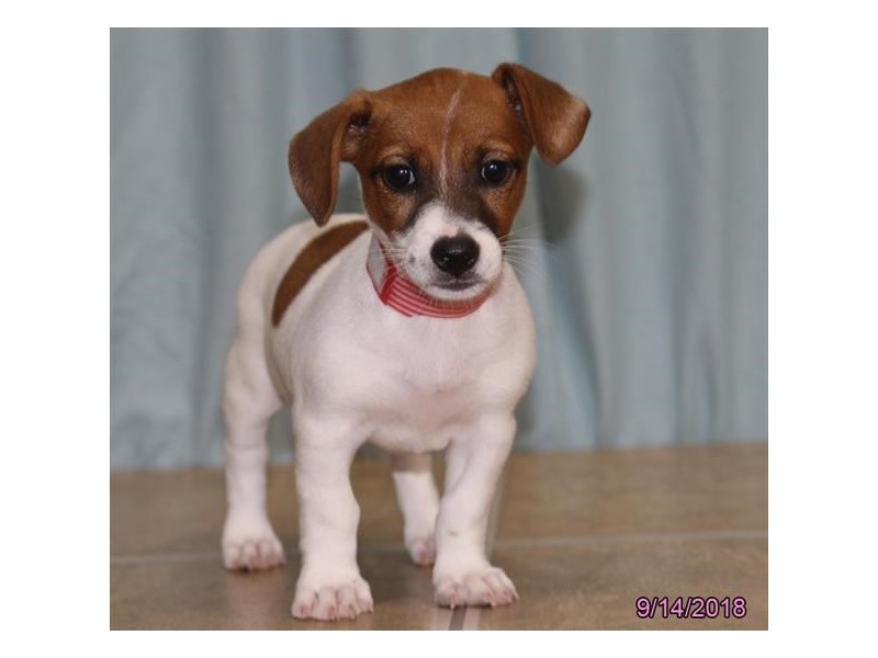 Jack Russell Terrier