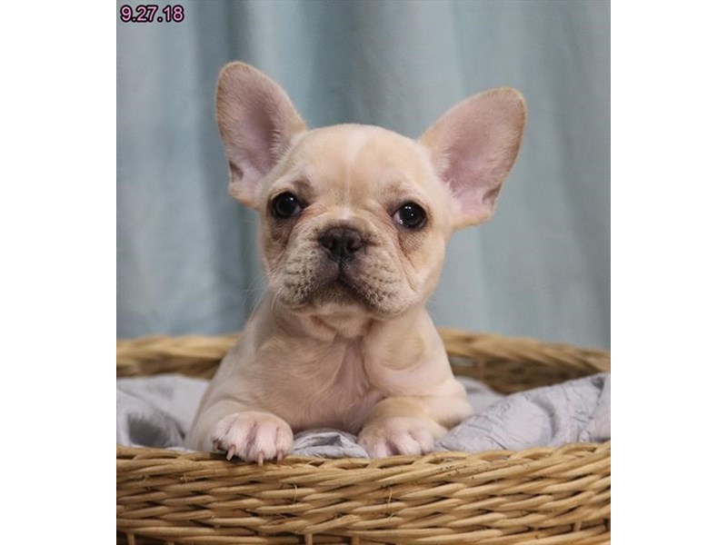 French Bulldog