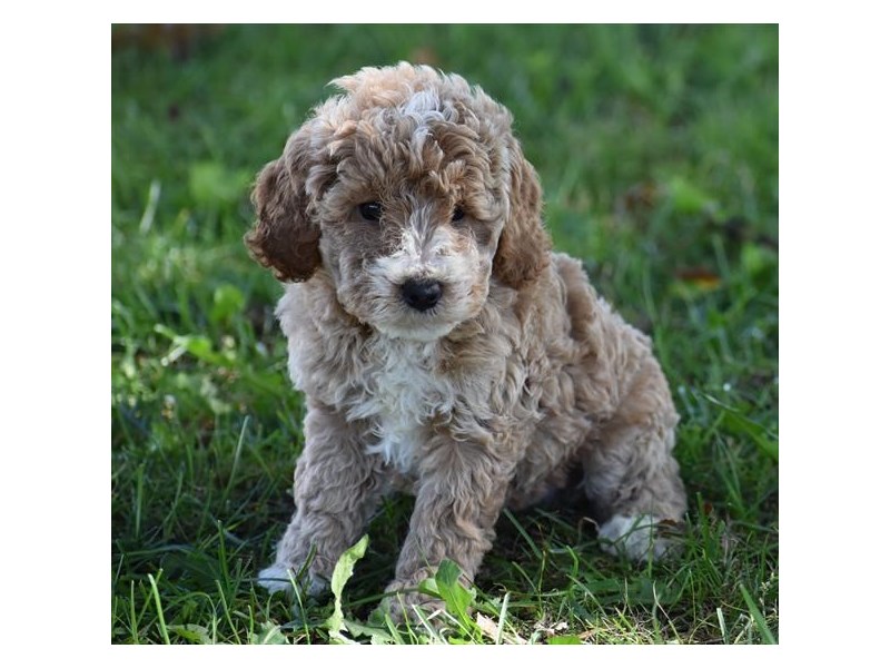 Goldendoodle Mini 2nd Gen