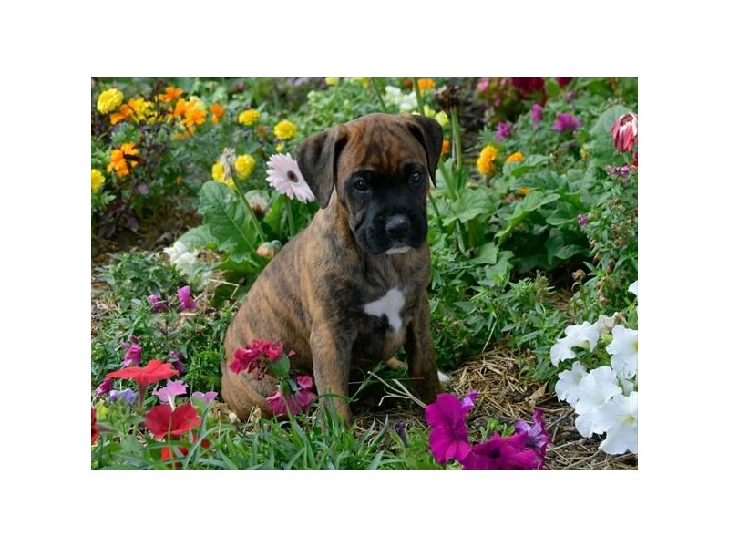 Boxer