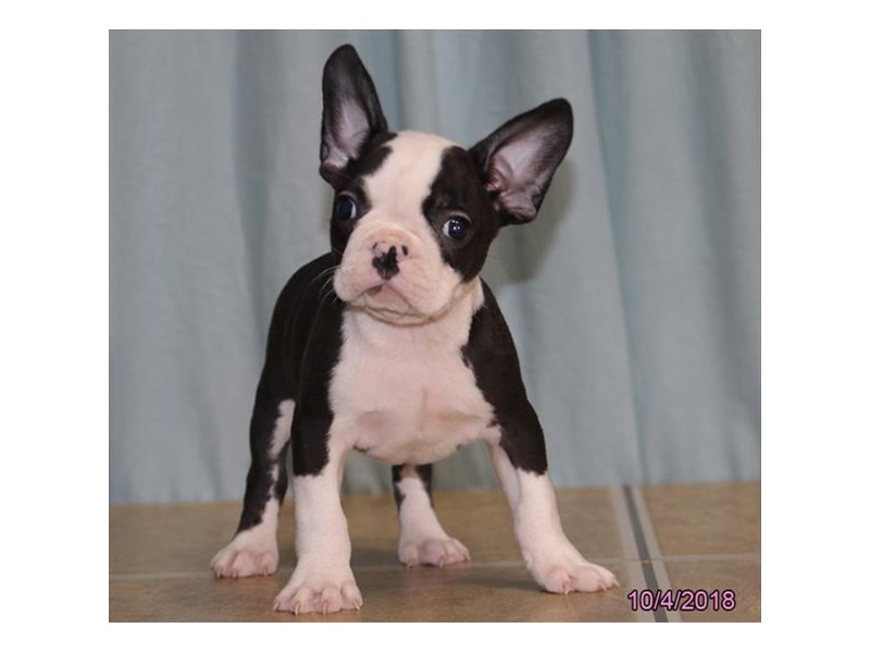 French Bulldog/Boston Terrier