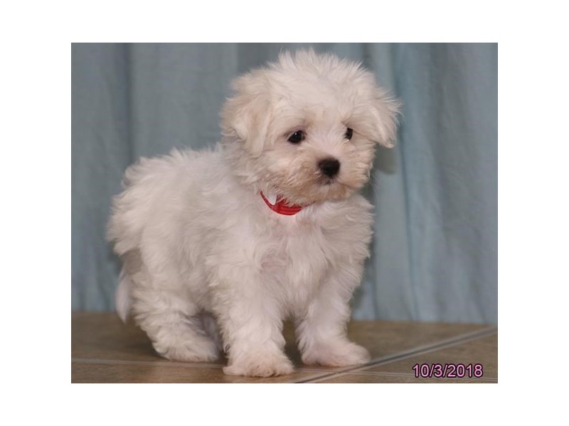 Maltese