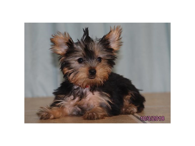Yorkshire Terrier