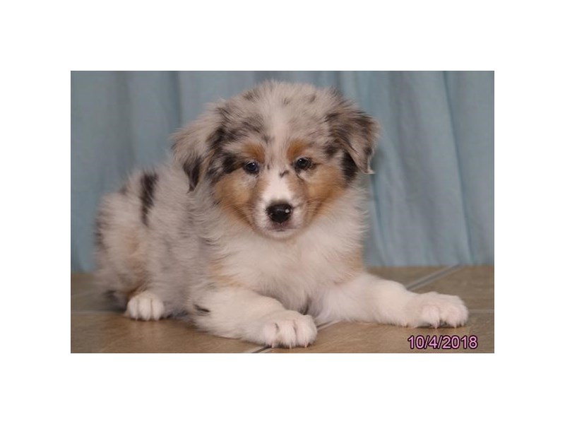 Australian Shepherd