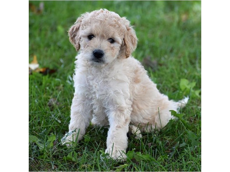 Mini Goldendoodle 2nd Gen