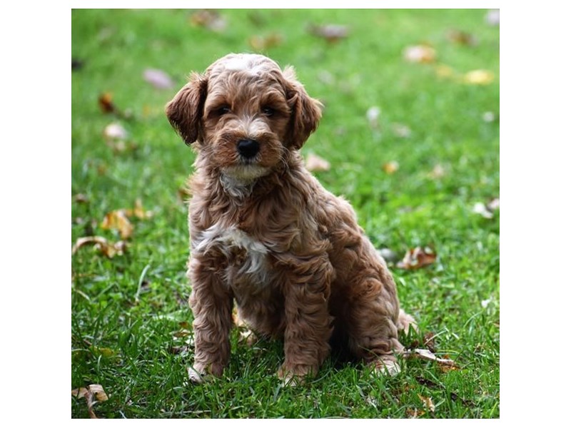 Goldendoodle Mini 2nd Gen