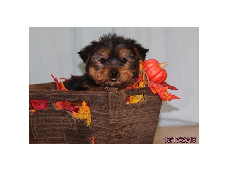 Yorkshire Terrier