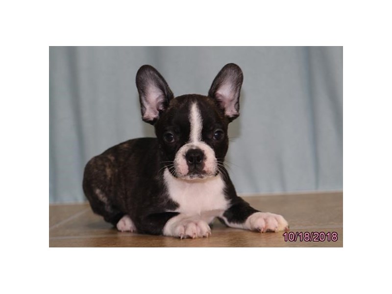 French Bulldog/Boston Terrier