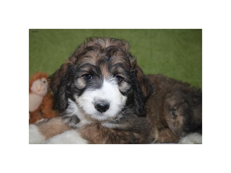 Bernese Mountain Dog/Poodle