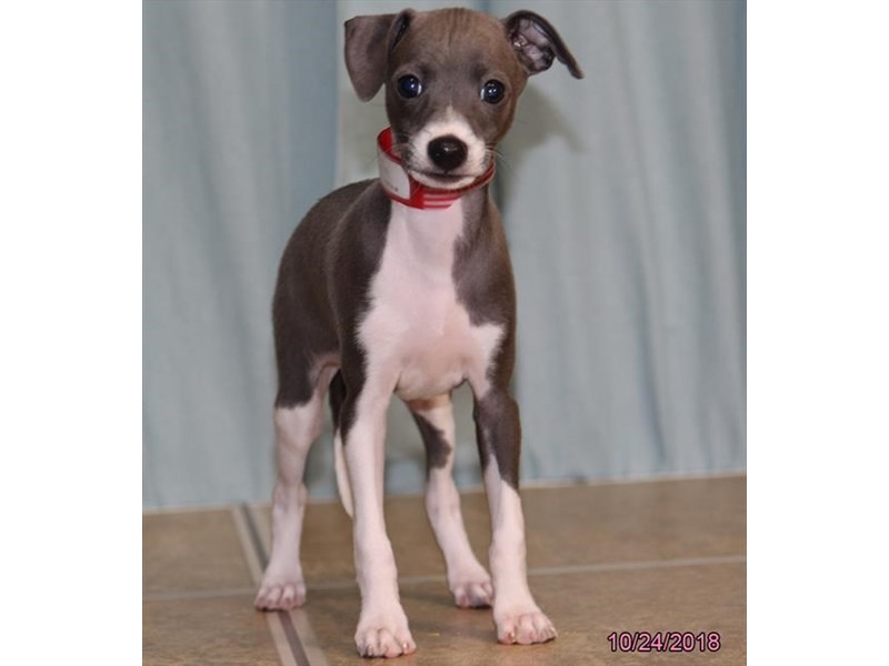 Italian Greyhound