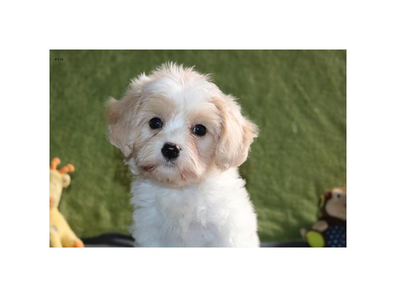 Cavachon