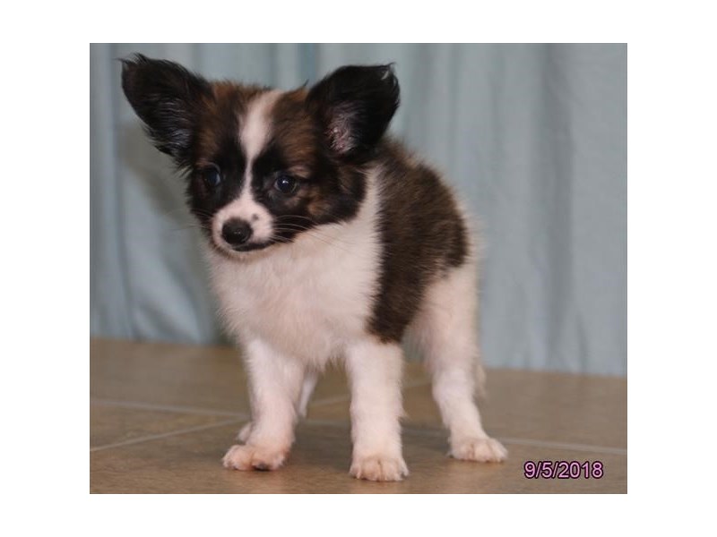 Papillon
