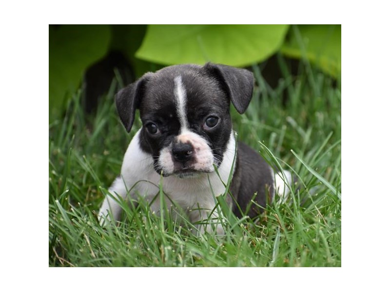 French Bulldog