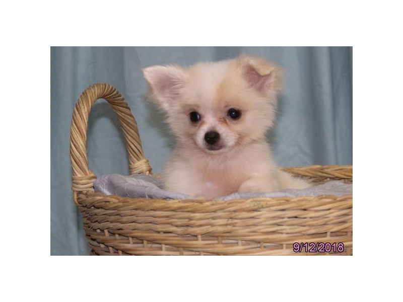 Chihuahua