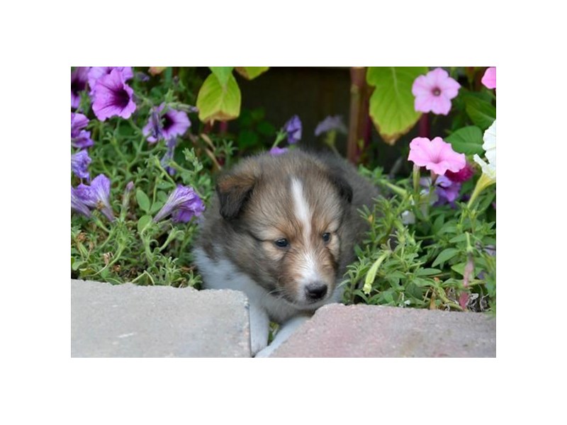 Shetland Sheepdog