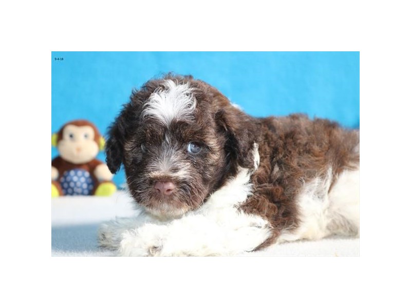 Schnoodle